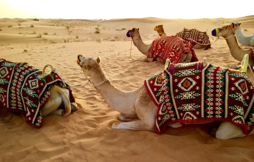 FULL Package Desert Safari Tour Bike, SUV, Camel, Food, Shows++
