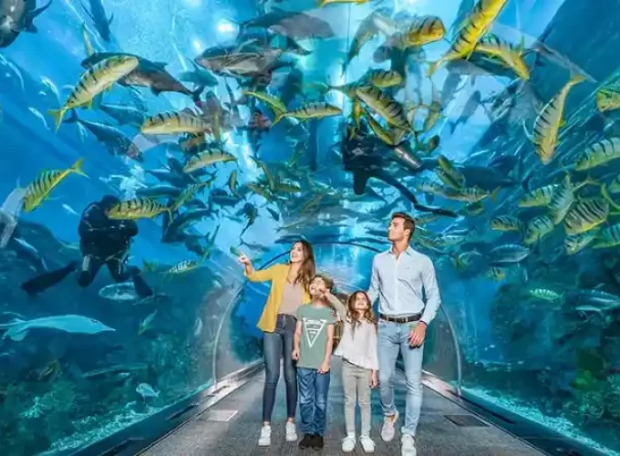 Dubai Aquarium Underwater Zoo Tickets access to one of the biggest aquariums in the world